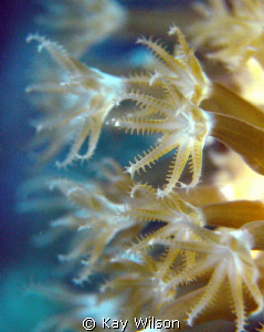 Soft coral abstract. by Kay Wilson 